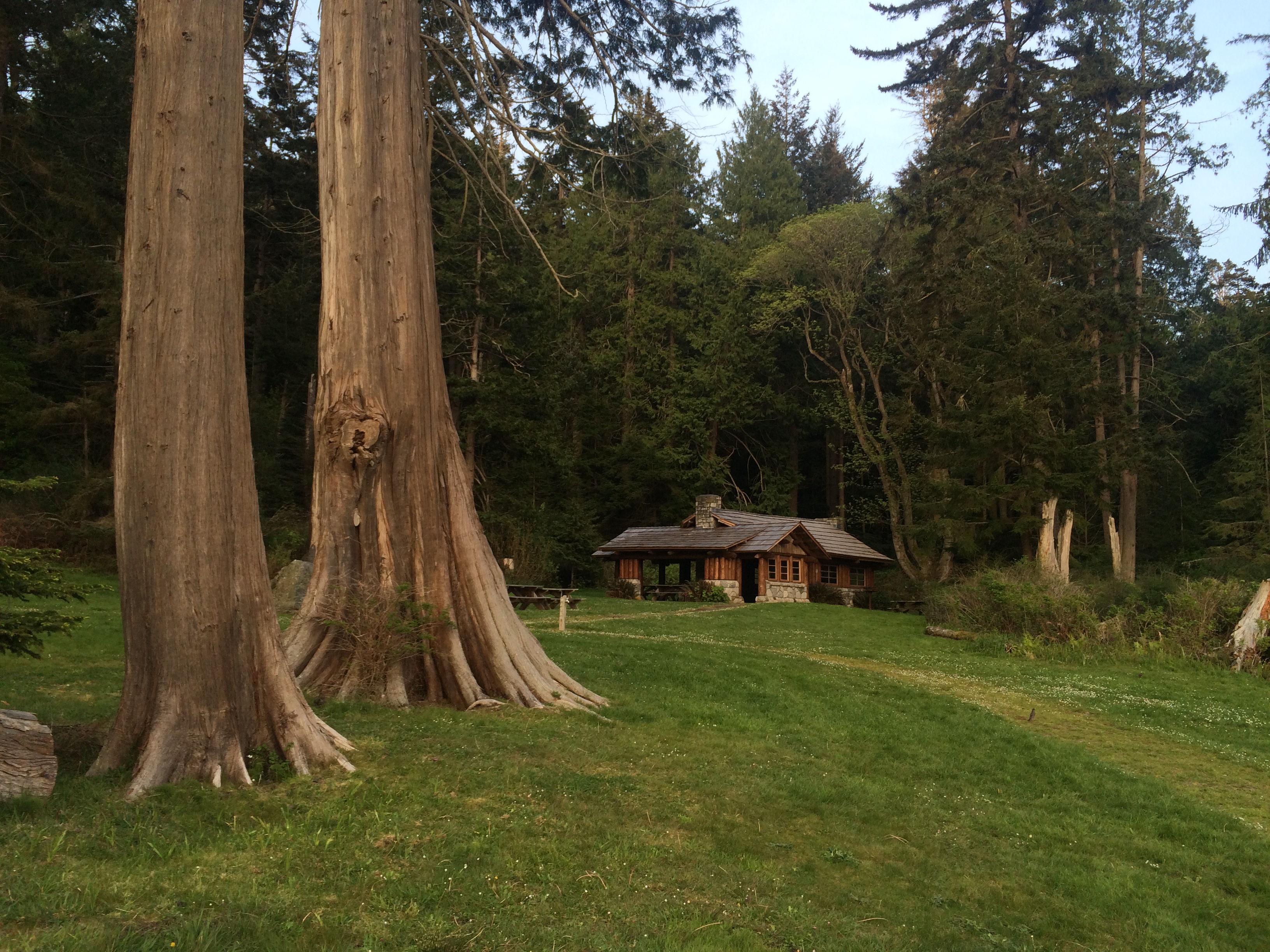 Old growth trees and a rustic cabin
